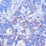 Immunohistochemistry - Anti-CD24 Antibody (A9005) - Antibodies.com