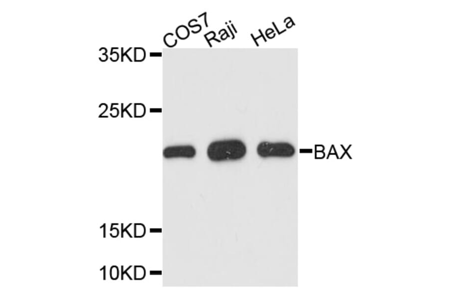 Western Blot - Anti-BAX Antibody (A2211) - Antibodies.com