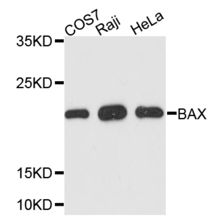 Western Blot - Anti-BAX Antibody (A2211) - Antibodies.com