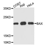 Western Blot - Anti-BAX Antibody (A2211) - Antibodies.com