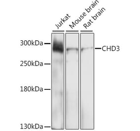Western Blot - Anti-CHD3 Antibody (A9008) - Antibodies.com