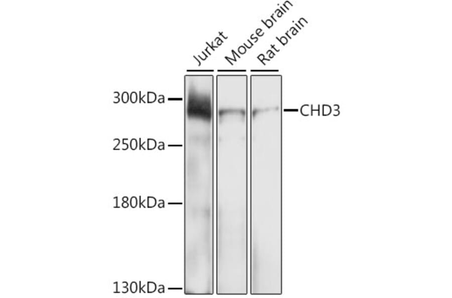 Western Blot - Anti-CHD3 Antibody (A9008) - Antibodies.com