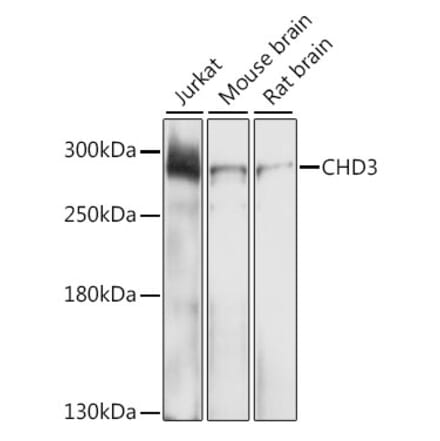 Western Blot - Anti-CHD3 Antibody (A9008) - Antibodies.com