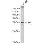 Western Blot - Anti-CBX1/HP1 beta Antibody (A9014) - Antibodies.com