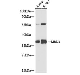 Western Blot - Anti-MBD3 Antibody (A9015) - Antibodies.com