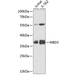 Western Blot - Anti-MBD3 Antibody (A9015) - Antibodies.com