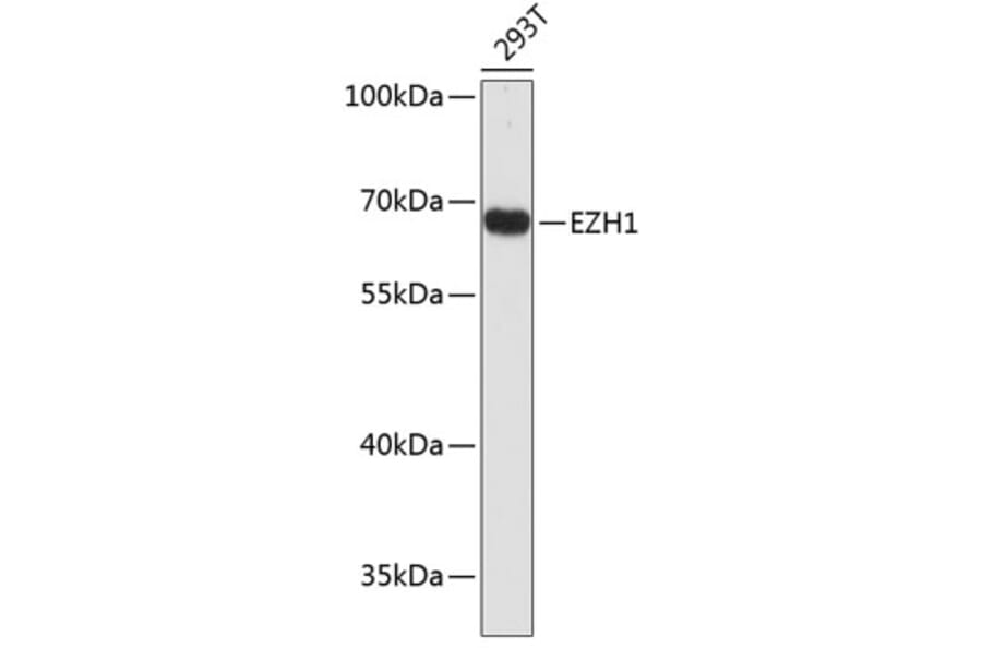 Western Blot - Anti-EZH1 Antibody (A2258) - Antibodies.com