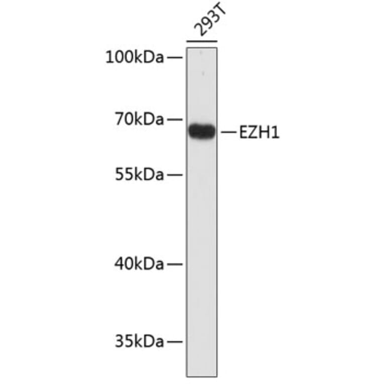 Western Blot - Anti-EZH1 Antibody (A2258) - Antibodies.com
