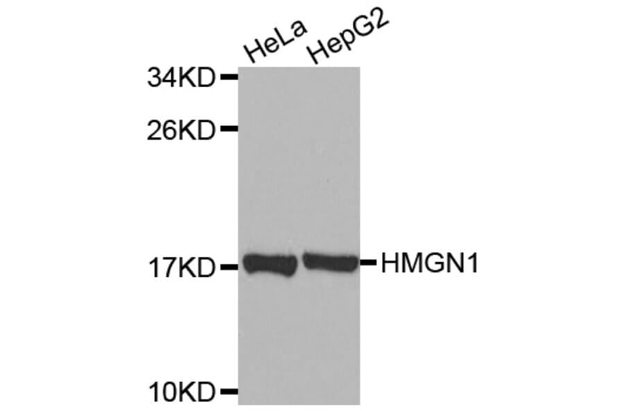 Western Blot - Anti-HMGN1 Antibody (A2261) - Antibodies.com