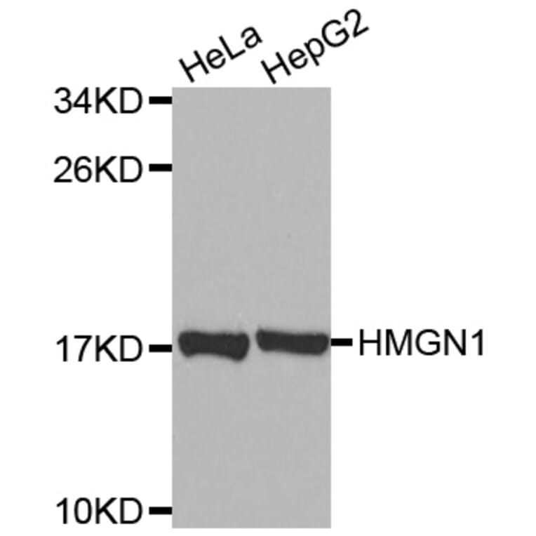 Western Blot - Anti-HMGN1 Antibody (A2261) - Antibodies.com