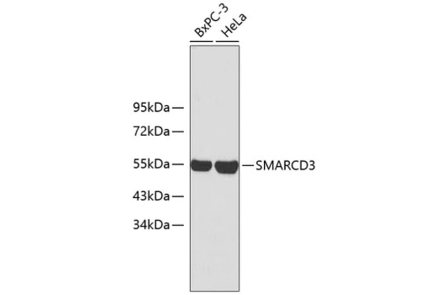 Western Blot - Anti-SMARCD3 Antibody (A2274) - Antibodies.com