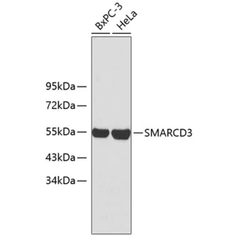 Western Blot - Anti-SMARCD3 Antibody (A2274) - Antibodies.com