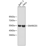 Western Blot - Anti-SMARCD3 Antibody (A2274) - Antibodies.com