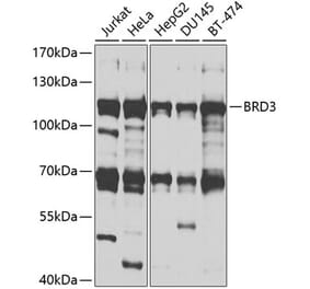 Western Blot - Anti-BRD3 Antibody (A9025) - Antibodies.com