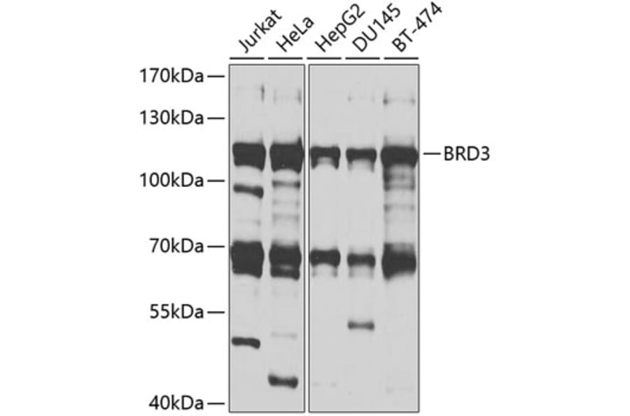 Western Blot - Anti-BRD3 Antibody (A9025) - Antibodies.com