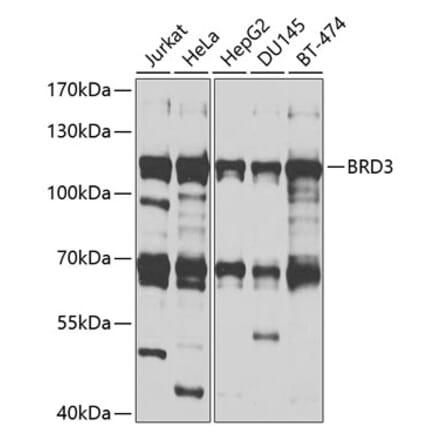 Western Blot - Anti-BRD3 Antibody (A9025) - Antibodies.com