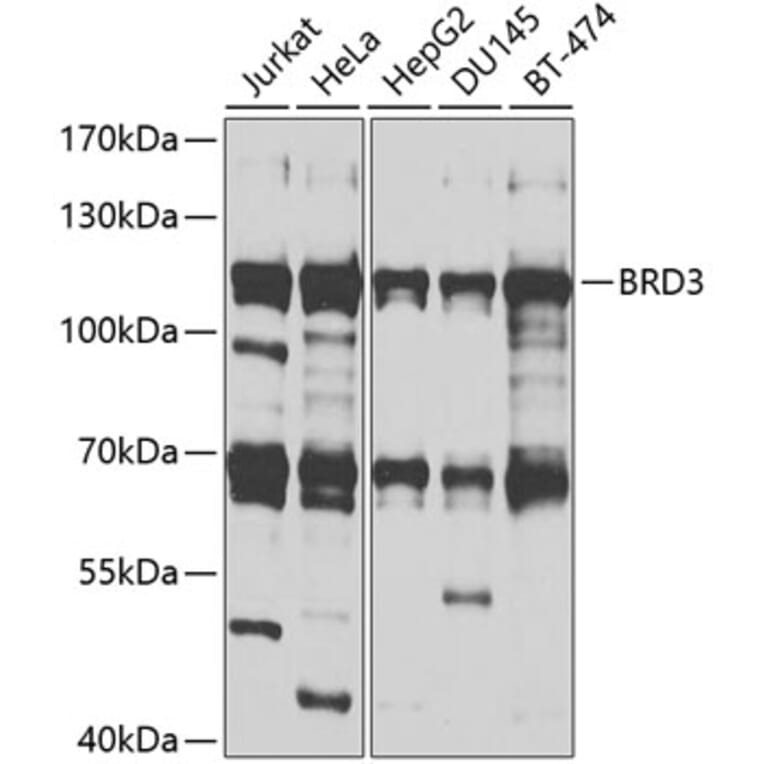 Western Blot - Anti-BRD3 Antibody (A9025) - Antibodies.com