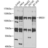 Western Blot - Anti-BRD3 Antibody (A9025) - Antibodies.com