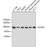 Western Blot - Anti-PLOD3 Antibody (A2285) - Antibodies.com