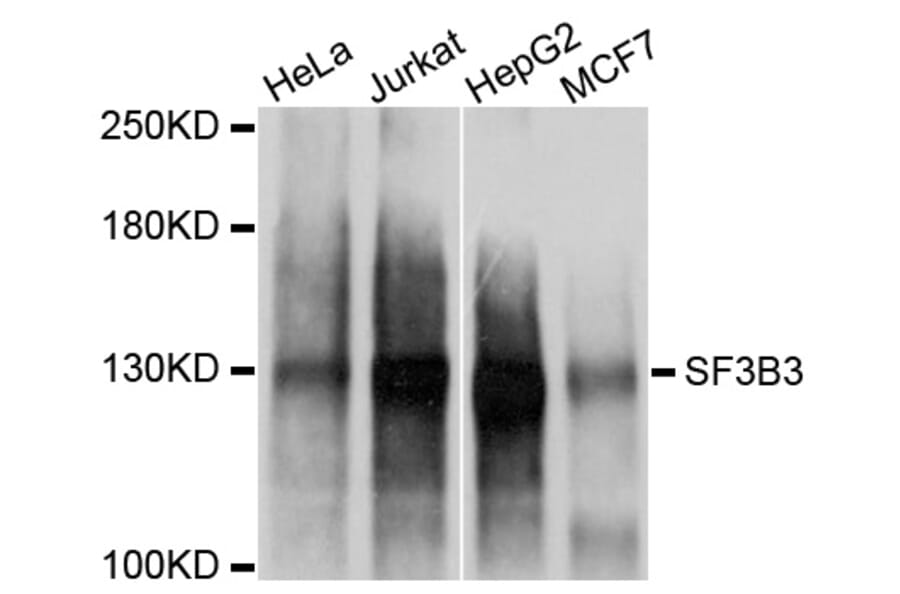 Western Blot - Anti-SF3B3 Antibody (A2304) - Antibodies.com