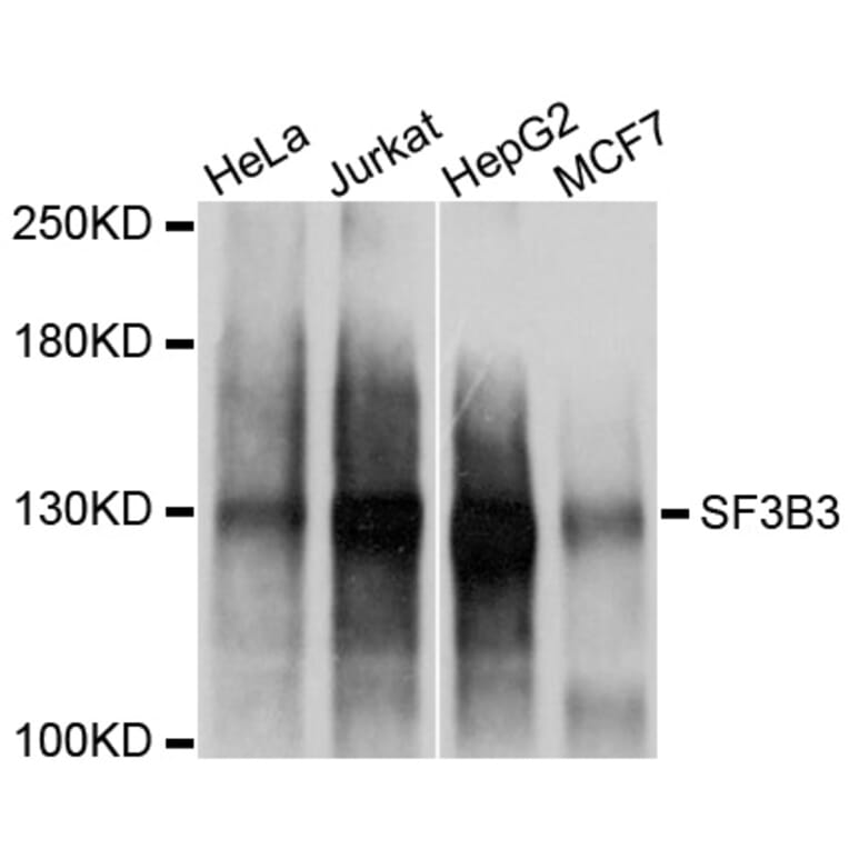 Western Blot - Anti-SF3B3 Antibody (A2304) - Antibodies.com