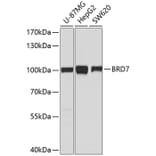 Western Blot - Anti-BRD7 Antibody (A9032) - Antibodies.com