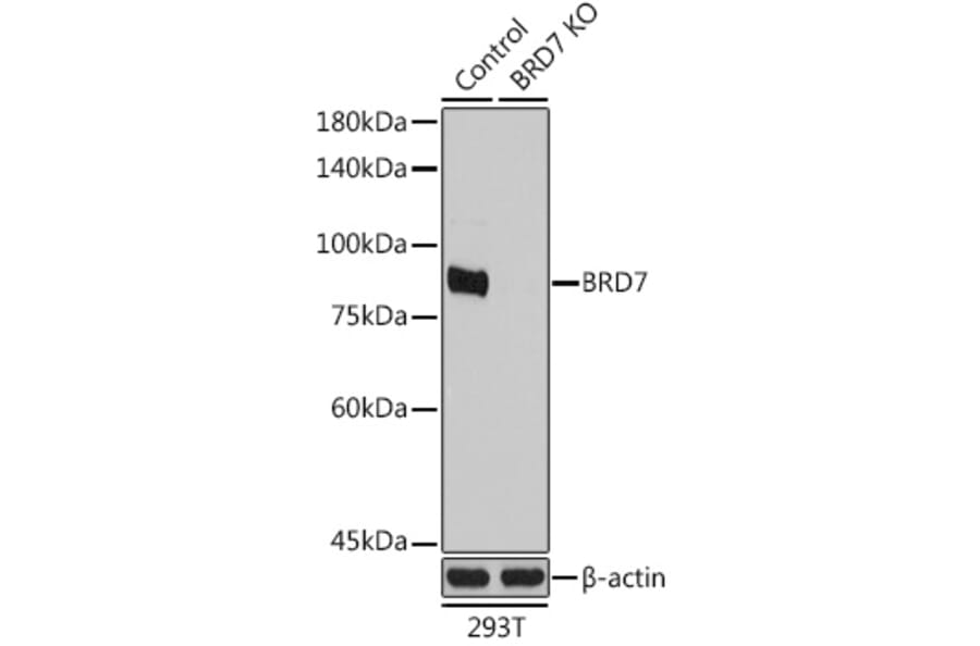 Western Blot - Anti-BRD7 Antibody (A9032) - Antibodies.com