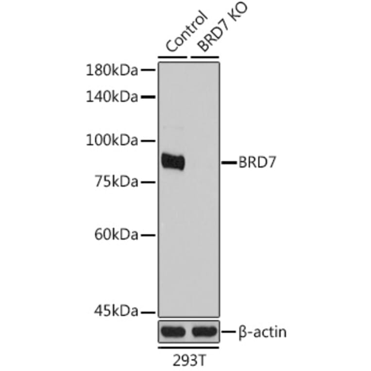 Western Blot - Anti-BRD7 Antibody (A9032) - Antibodies.com