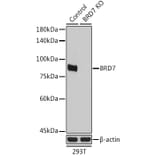 Western Blot - Anti-BRD7 Antibody (A9032) - Antibodies.com