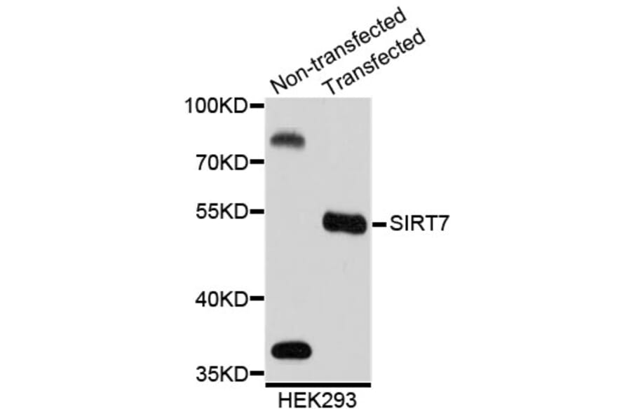 Western Blot - Anti-SIRT7 Antibody (A2311) - Antibodies.com