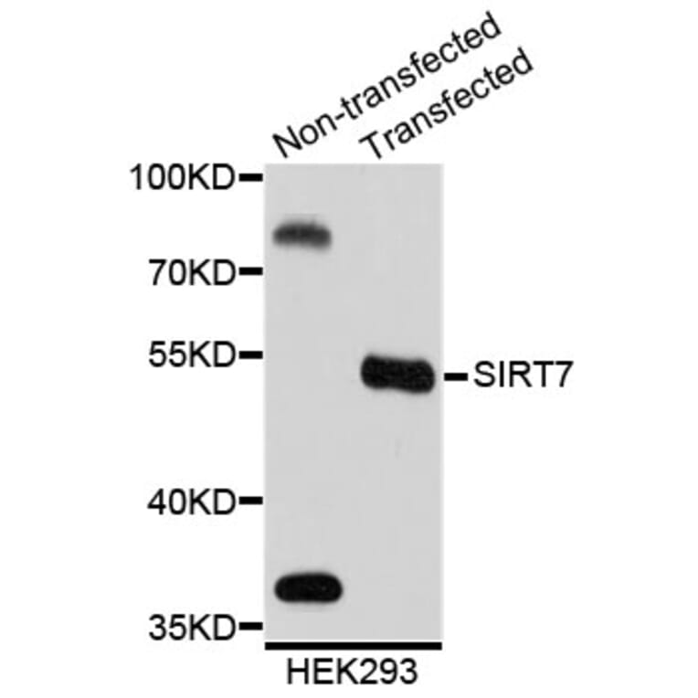 Western Blot - Anti-SIRT7 Antibody (A2311) - Antibodies.com