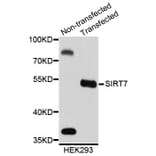 Western Blot - Anti-SIRT7 Antibody (A2311) - Antibodies.com