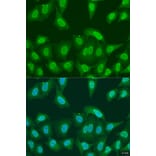 Immunofluorescence - Anti-PRMT6 Antibody (A9034) - Antibodies.com