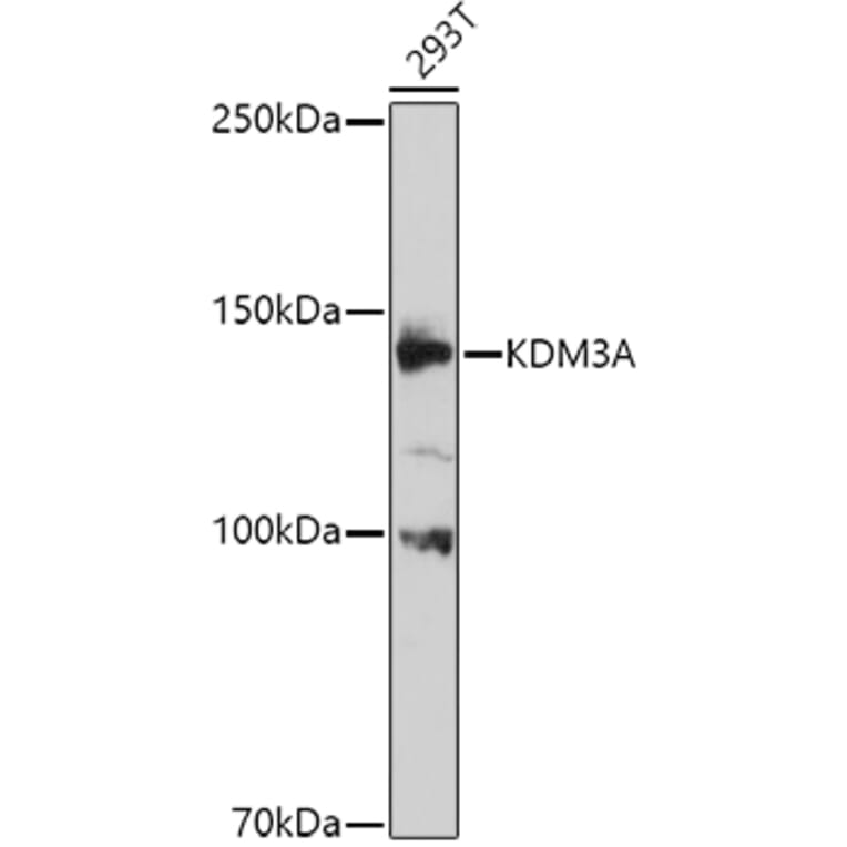 Western Blot - Anti-KDM3A/JHDM2A Antibody (A9035) - Antibodies.com