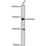 Western Blot - Anti-KDM3A/JHDM2A Antibody (A9035) - Antibodies.com
