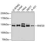 Western Blot - Anti-RNF20 Antibody (A2325) - Antibodies.com