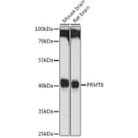 Western Blot - Anti-PRMT8 Antibody (A9037) - Antibodies.com