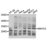 Western Blot - Anti-SMYD3 Antibody (A2329) - Antibodies.com