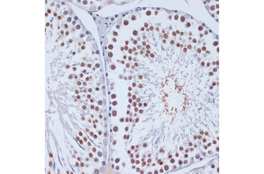 Immunohistochemistry - Anti-Dnmt3L Antibody (A9041) - Antibodies.com