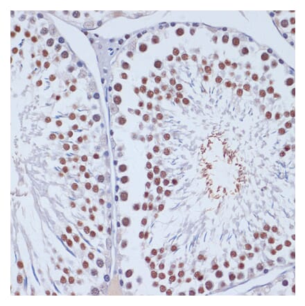 Immunohistochemistry - Anti-Dnmt3L Antibody (A9041) - Antibodies.com