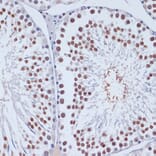 Immunohistochemistry - Anti-Dnmt3L Antibody (A9041) - Antibodies.com