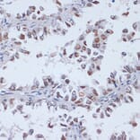 Immunohistochemistry - Anti-Dnmt3L Antibody (A9041) - Antibodies.com