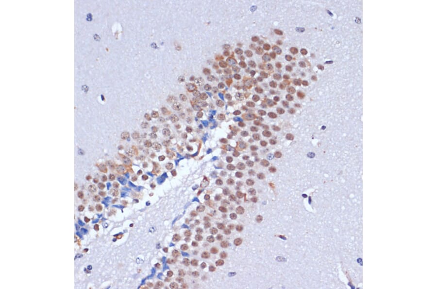 Immunohistochemistry - Anti-Dnmt3L Antibody (A9041) - Antibodies.com