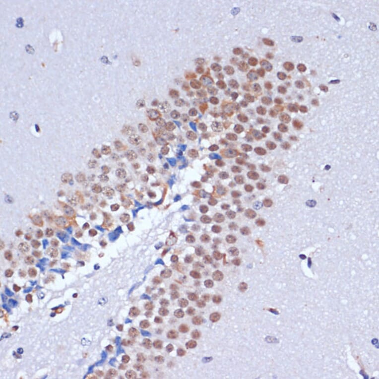 Immunohistochemistry - Anti-Dnmt3L Antibody (A9041) - Antibodies.com