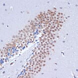 Immunohistochemistry - Anti-Dnmt3L Antibody (A9041) - Antibodies.com