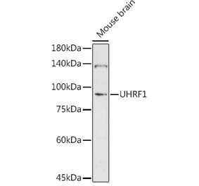 Western Blot - Anti-UHRF1 Antibody (A9042) - Antibodies.com