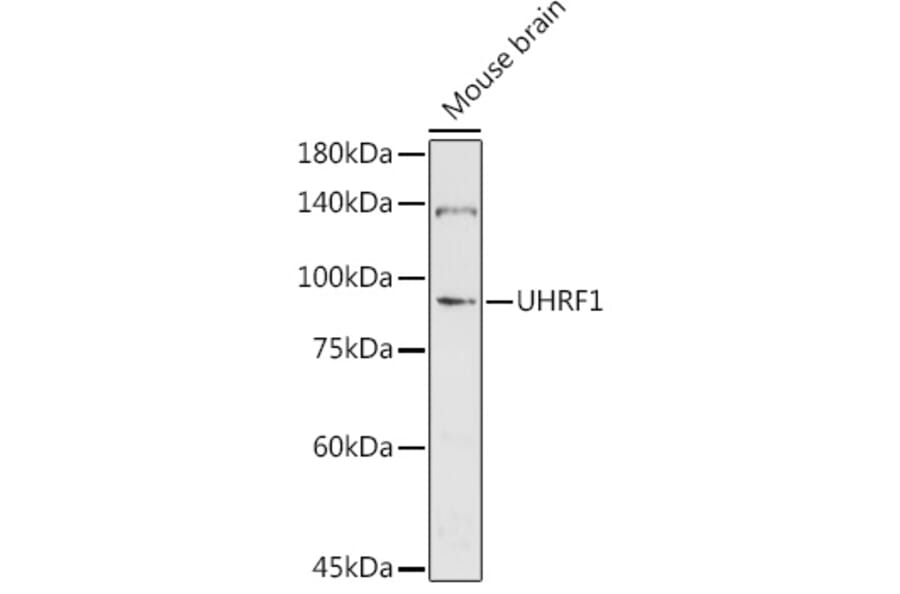 Western Blot - Anti-UHRF1 Antibody (A9042) - Antibodies.com