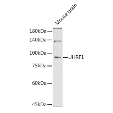 Western Blot - Anti-UHRF1 Antibody (A9042) - Antibodies.com