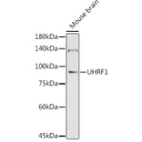 Western Blot - Anti-UHRF1 Antibody (A9042) - Antibodies.com