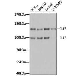 Western Blot - Anti-ILF3 Antibody (A9053) - Antibodies.com